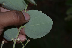 Grewia orbiculata
